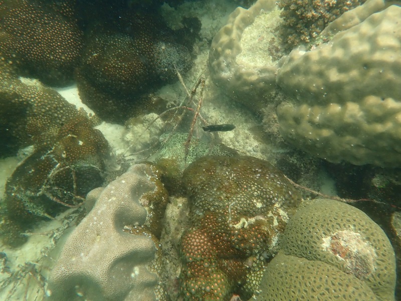 vệ sinh rạn san hô