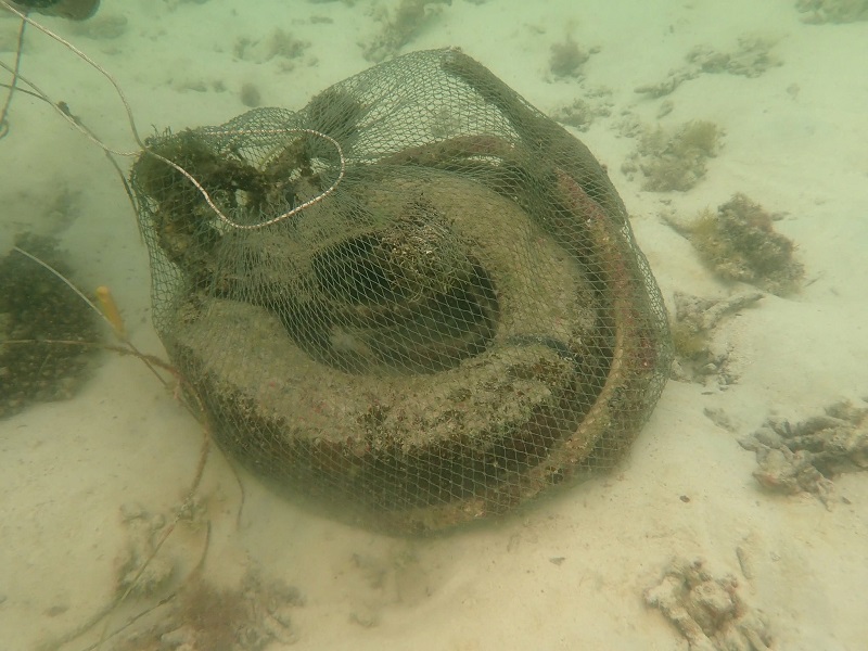 vệ sinh rạn san hô