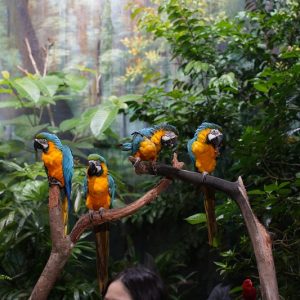 vé vinpearl safari phú quốc