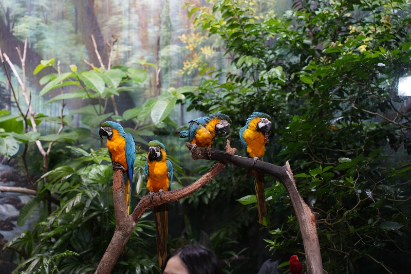 vé vinpearl safari phú quốc