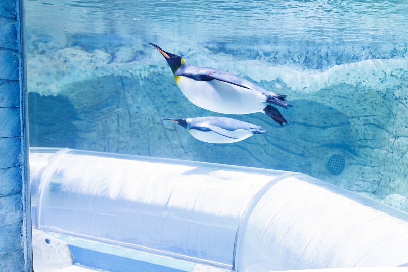 vé vinwonders phú quốc