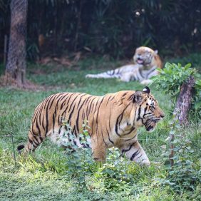 safari vinpearl phu quoc