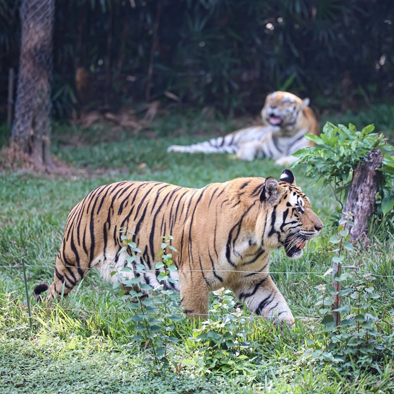 safari vinpearl phu quoc