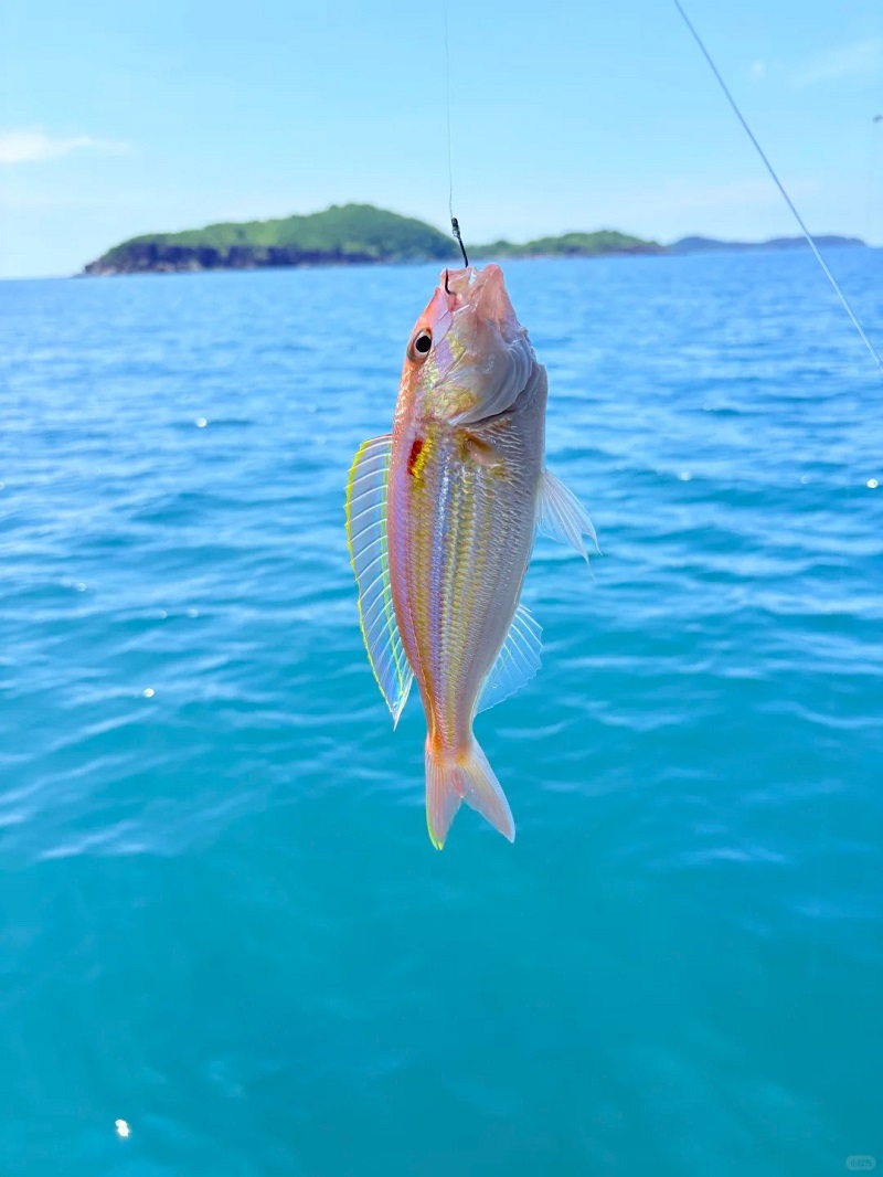 tour câu cá lớn phú quốc