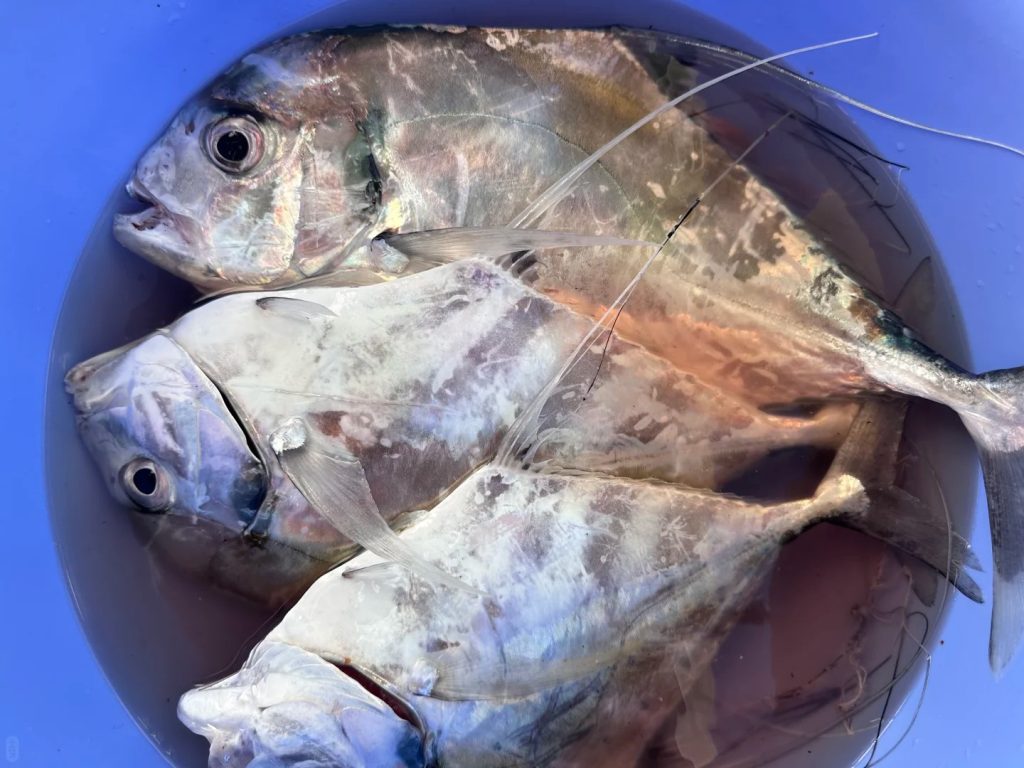 tour câu cá lớn phú quốc