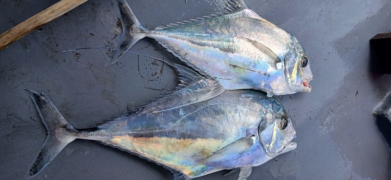 tour câu cá lớn phú quốc