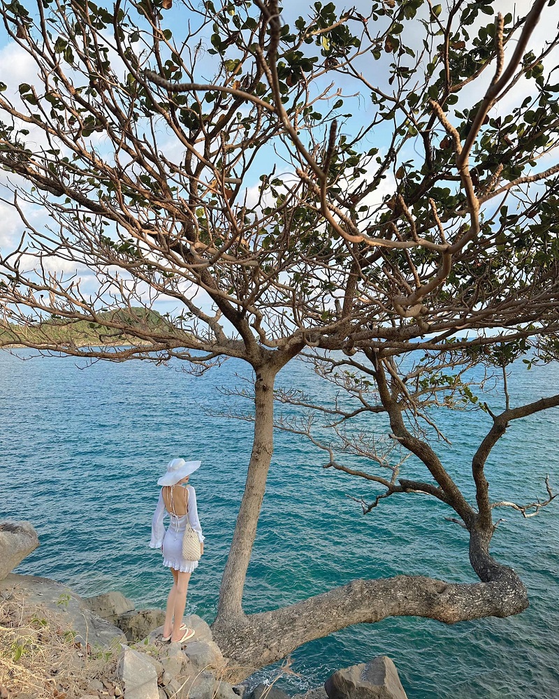 Cây cô đơn ngắm Hòn Xanh