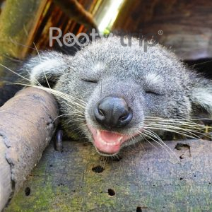 combo phú quốc 3 ngày 2 đêm