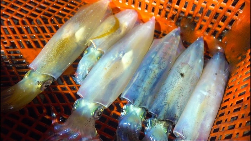 Phu Quoc squid fishing tour