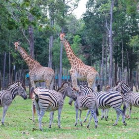 vinpearl safari phú quốc