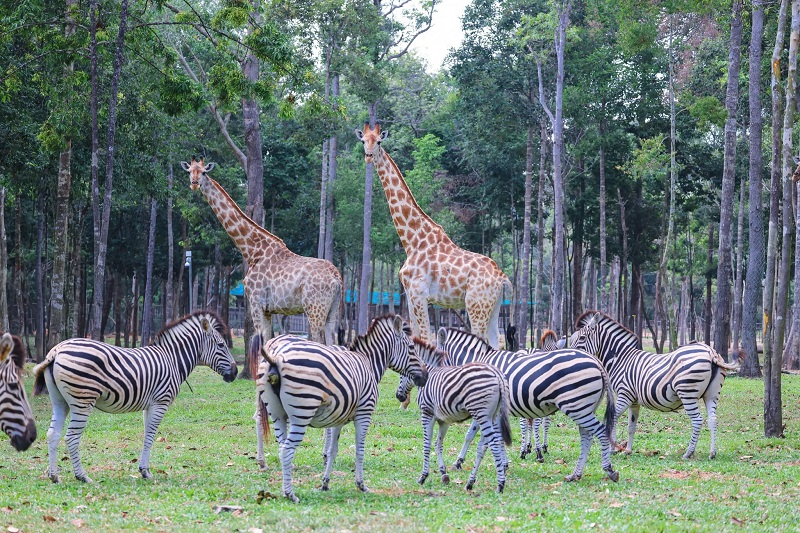 vinpearl safari phú quốc